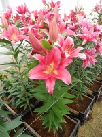 [5315 Cabella No02.JPG]